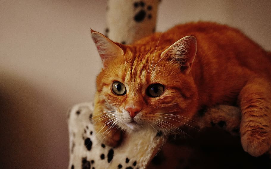 short-fur orange cat, red, cute, mackerel, tiger, sweet, cuddly, HD wallpaper