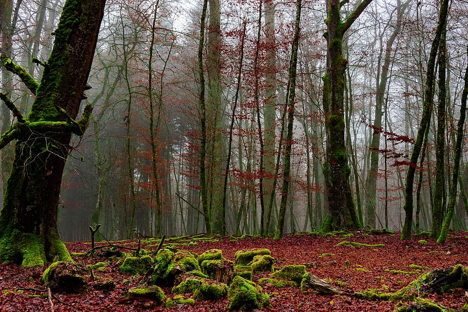 woods under cloudy sky, forest, cold, forests, nature, landscape