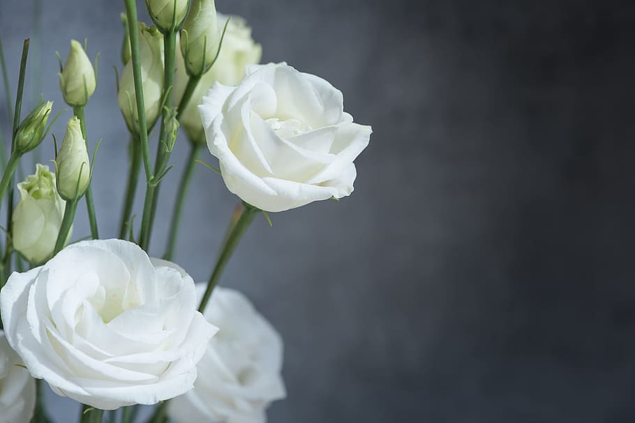 white lisianthus in bloom close-up photo, flower, blossom, white flower, HD wallpaper