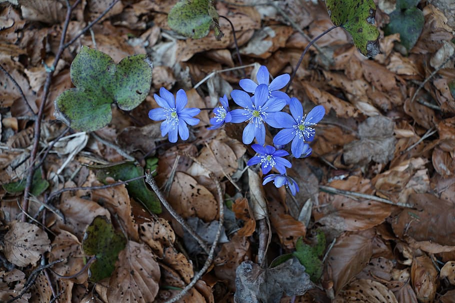 Hepatica, Forest, Wild Flower, blue, forest floor, ground, blossom HD wallpaper