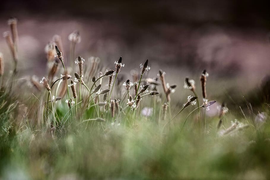 selective focus photography of brown petaled flowers, selective focus photography of brown and white petaled flowers at daytime HD wallpaper