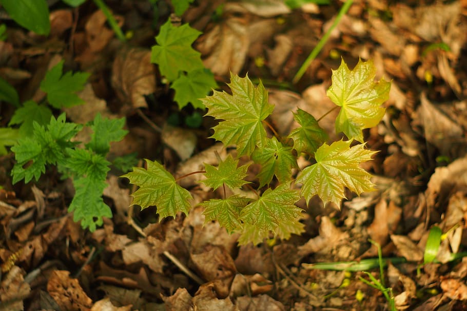 maple, acer, tree, nature, foliage, young, green, brown, plant part, HD wallpaper
