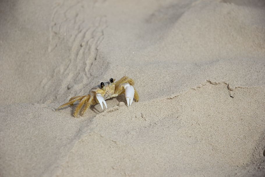 Crab, Crustacea, Creature, Ocean, natural, predator, tropical HD wallpaper