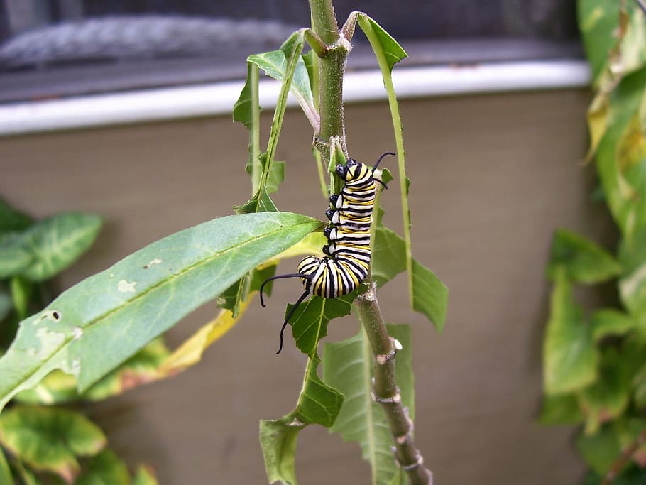 caterpillar, monarch, butterfly, milkweed, plant, outside, nature, HD wallpaper