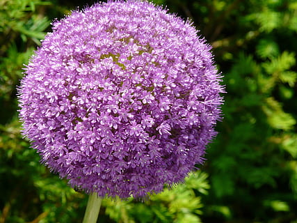 flower, purple, allium, blossom, bloom, onion, flowering plant HD wallpaper