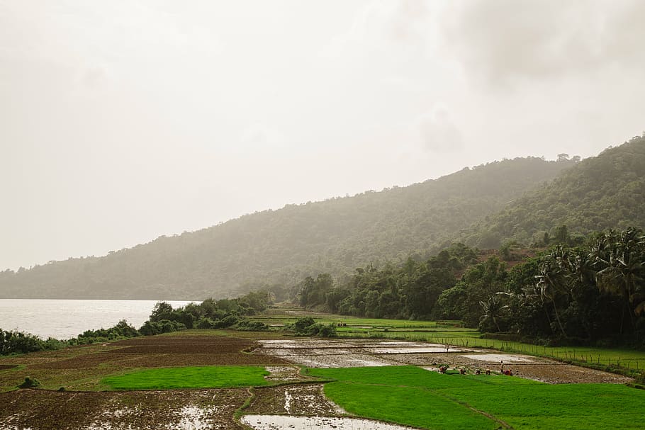 rice field under gray cloudy sky, green, grass, daytime, mountain HD wallpaper