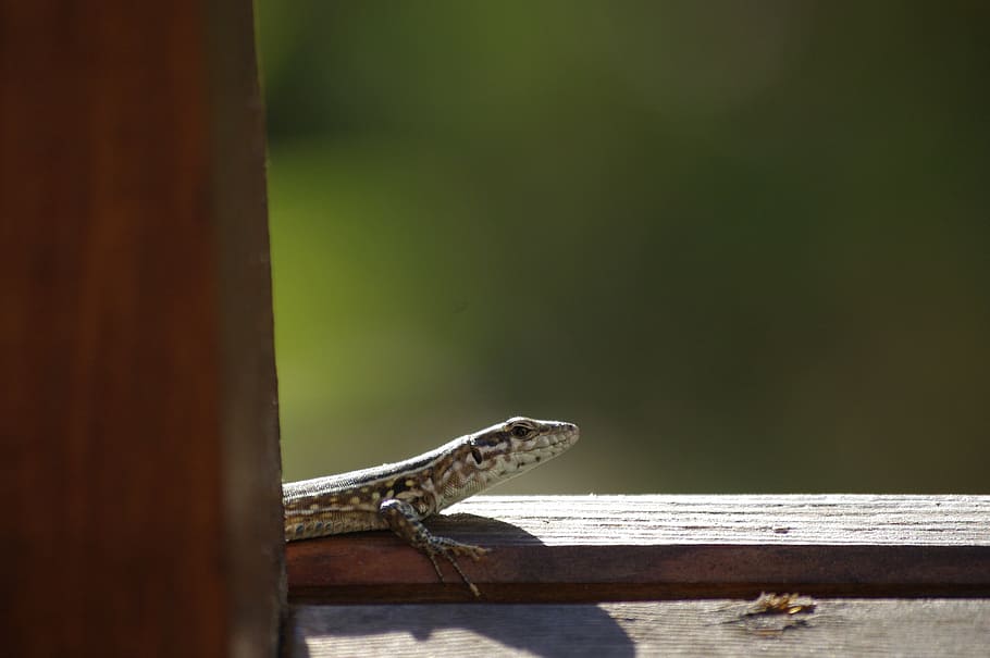 lizard, nature, reptile, animals, fauna, one animal, animal wildlife HD wallpaper