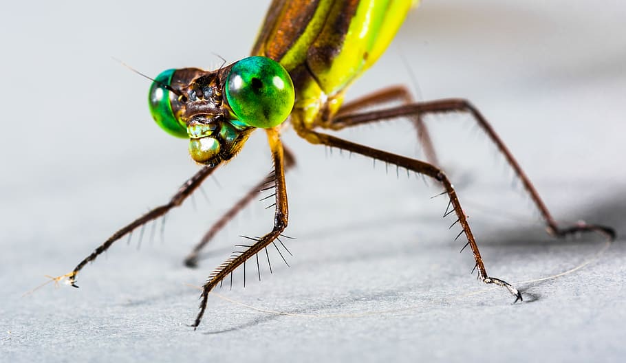 dragonfly, insect, close, eye, animal themes, invertebrate HD wallpaper