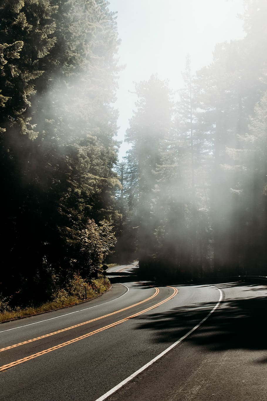curve road beside trees, pathway in the middle of green trees HD wallpaper