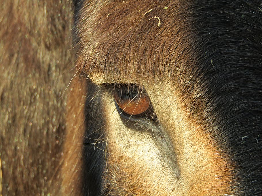 donkey, eye, equine, robust, mammal, head, animals, donkeys, HD wallpaper