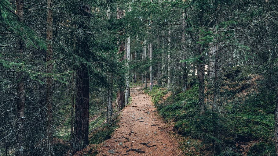 landscape photography of forest trail during daytime, landscape photography of forest trail HD wallpaper