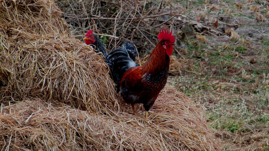 hen, haystack, rooster, chicken, farm, poultry, bird, animal HD wallpaper