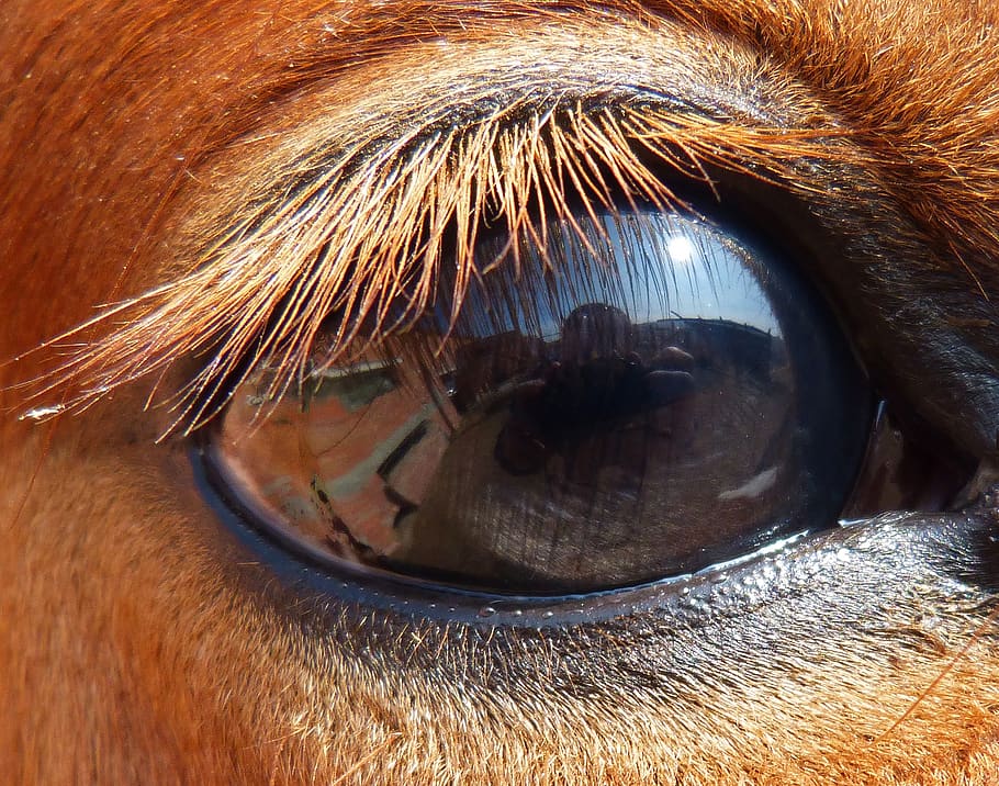 eye, horse, mare, reflection, one animal, pets, mammal, close-up HD wallpaper