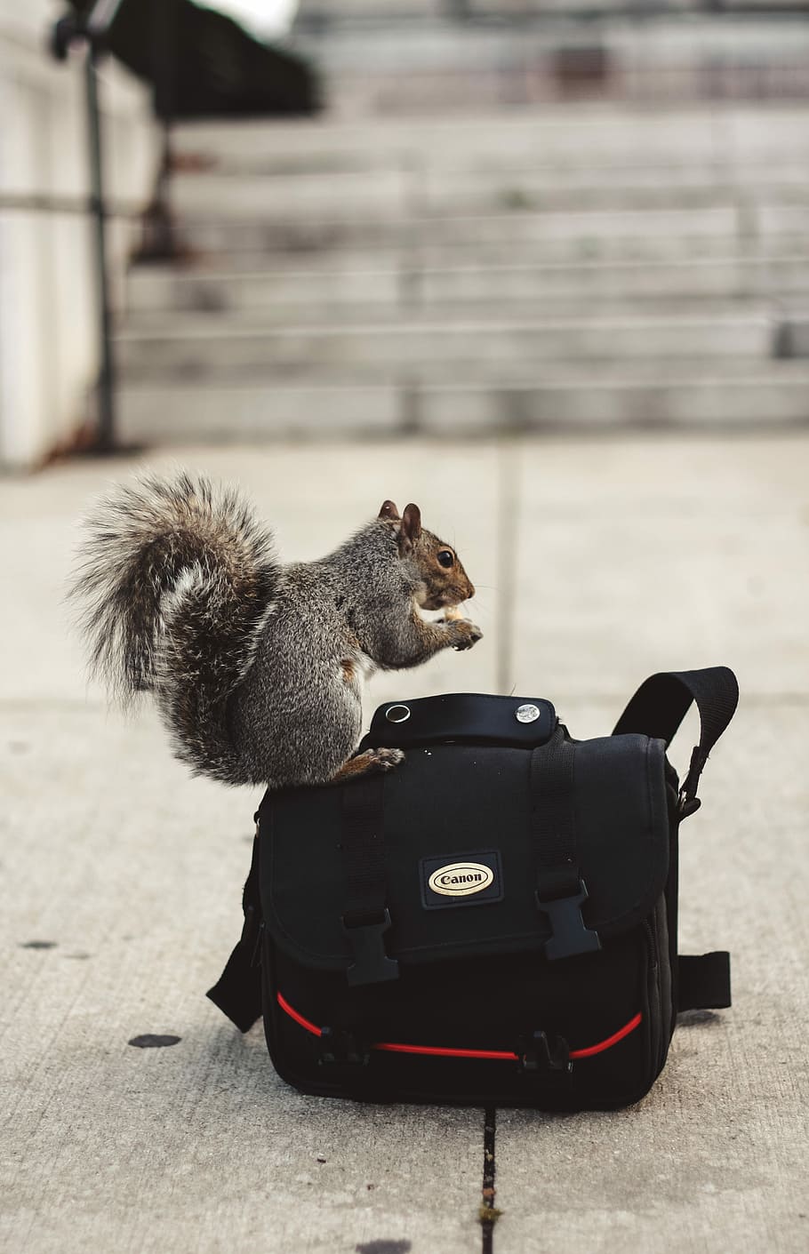 Edison The City Squirrel, gray squirrel on red and black camera bag on focus photo HD wallpaper