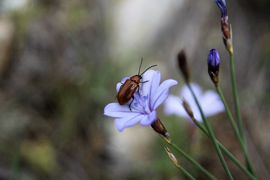 insect, flower, blue, spring, nature, bloom, spring flower HD wallpaper