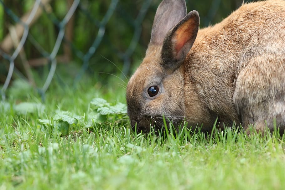 hare, rabbit, close, brown, dwarf rabbit, cute, sweet, fur