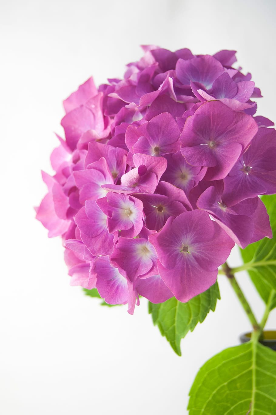 flower, hydrangea, vase, green, violet, rosa, furniture, flowers HD wallpaper