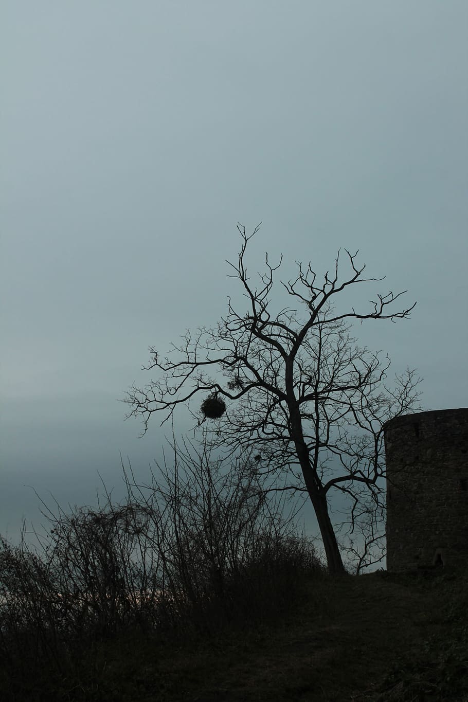 Tree, Dark, Mistletoe, Winter, autumn, nature, sky, spooky HD wallpaper
