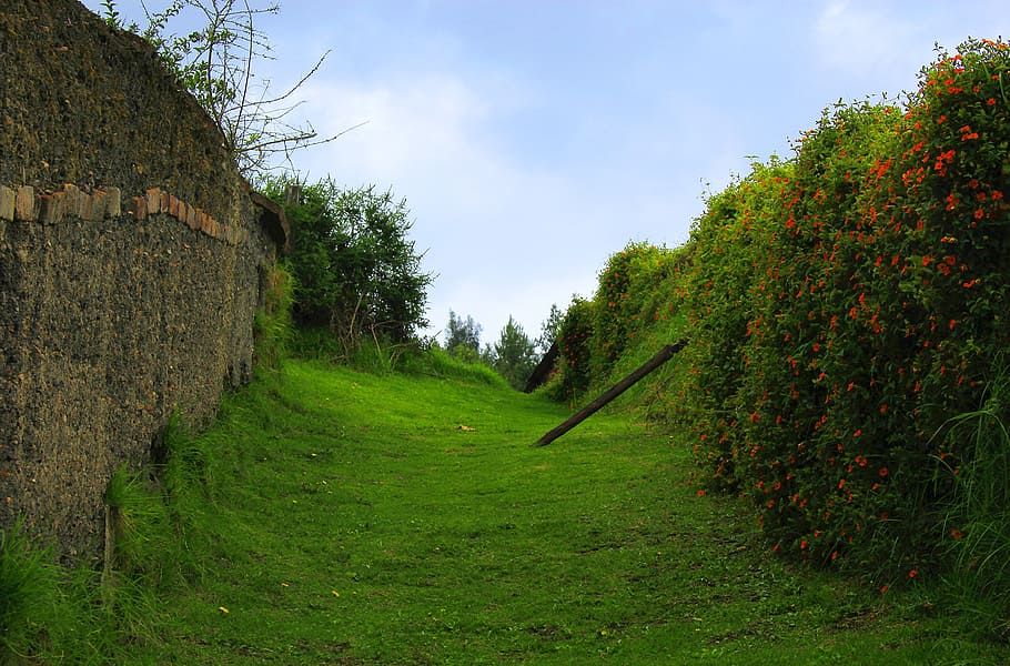 green, landscape, tree, nature, plant, green color, sky, growth HD wallpaper