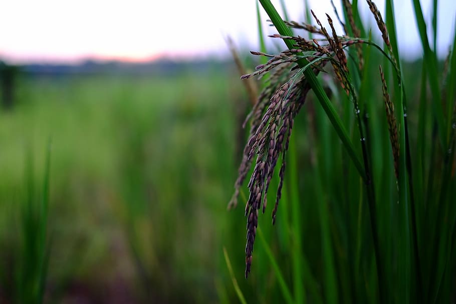 rice, food, organic, plant, green color, growth, land, nature HD wallpaper
