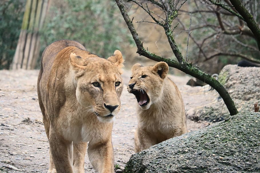 lioness and lion cub walking during daytime, cat, predator HD wallpaper