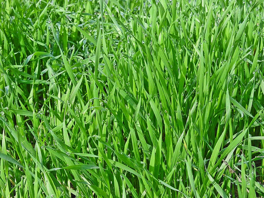 grass, greens, spring, nature, green grass, closeup, green color HD wallpaper