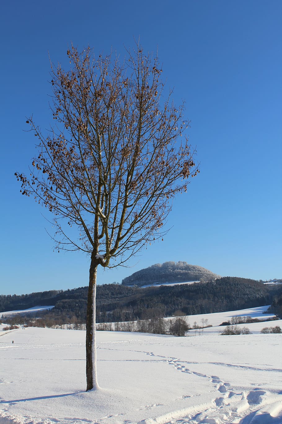 winter, snow, tree, nature, cold, hohenstaufen, göppingen HD wallpaper