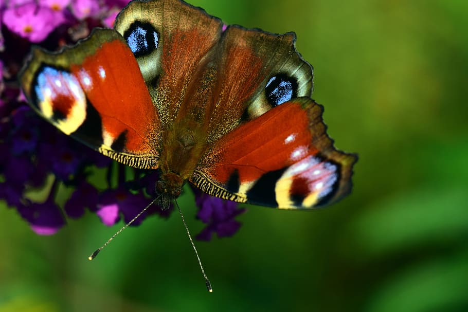 peacock, butterfly, insect, edelfalter, macro, flower, close HD wallpaper