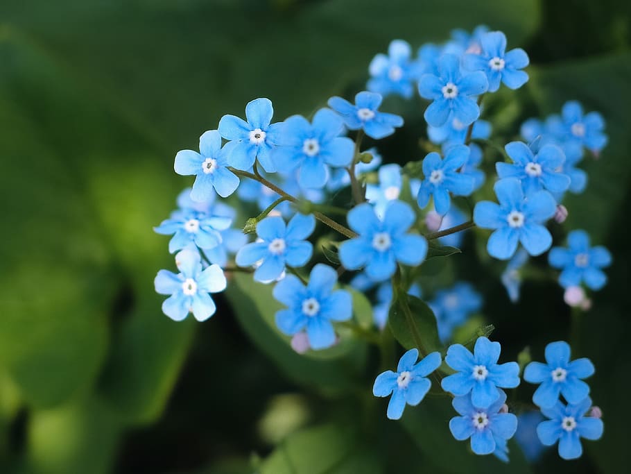 photo of blue petaled flowers, bloom, blossom, bright, flora HD wallpaper