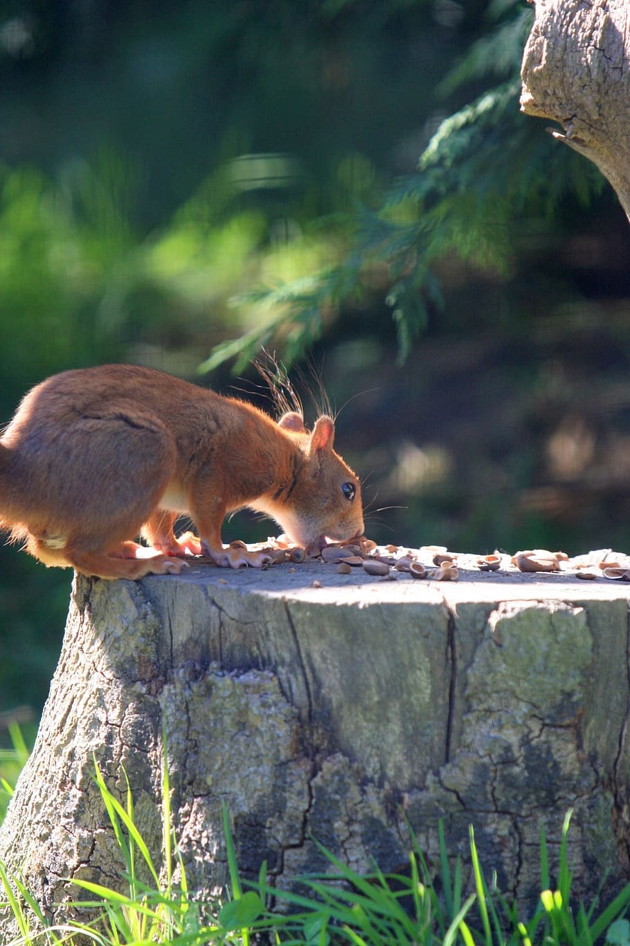 red squirrel, animal, nature, close-up, details, rodent, wild HD wallpaper