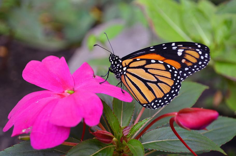 selective focus photography of orange moth on periwinkle flower HD wallpaper