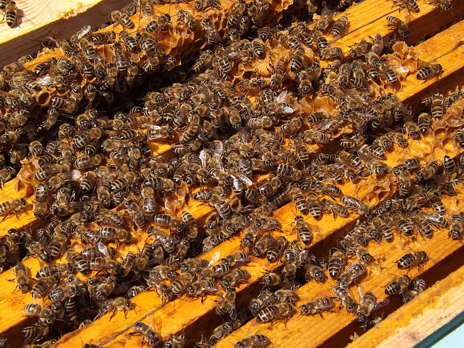 colony of bees on brown wooden frames, beehive, beekeeping, honey