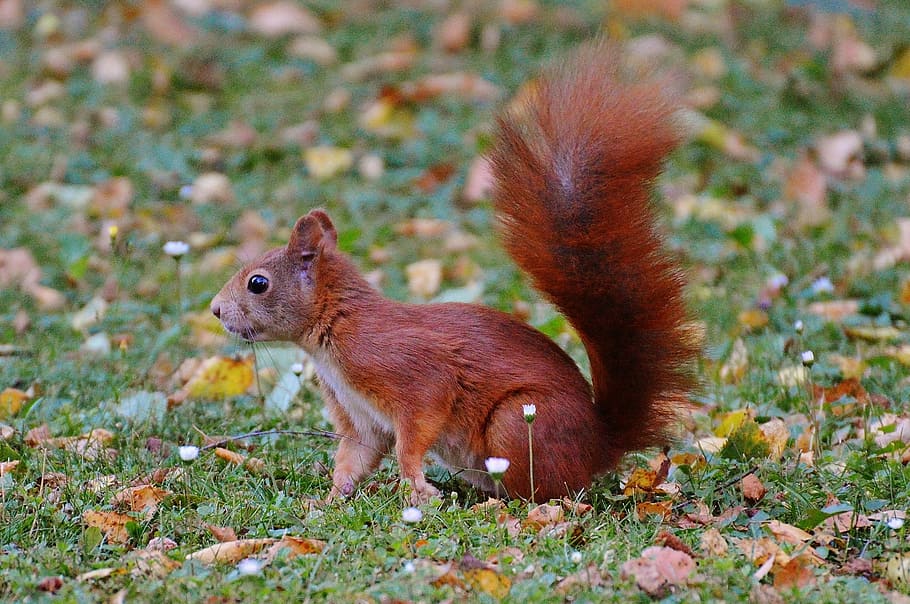squirrel, nager, cute, nature, rodent, climb, garden, eat, brown HD wallpaper