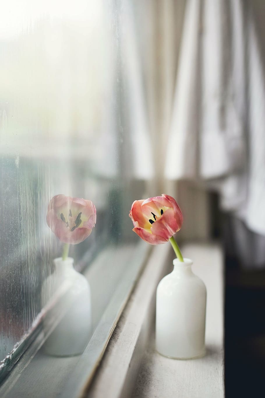 pink tulip flower in white vase, interior, display, window HD wallpaper