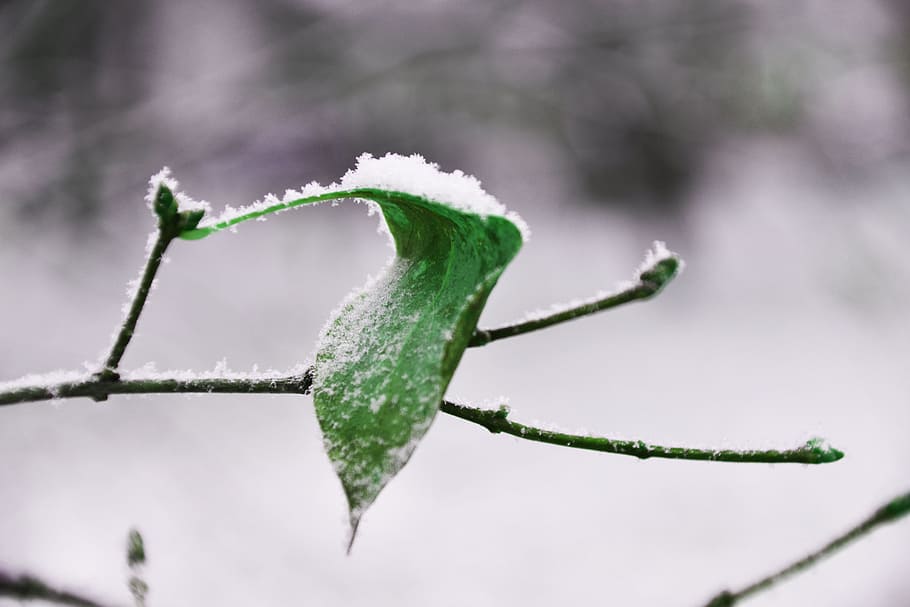 nature, outdoors, leaf, snow, tree, green, plant, plant part HD wallpaper