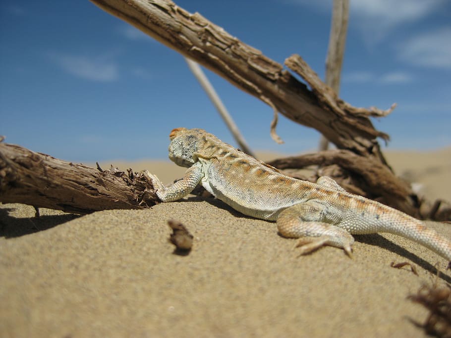 lizard, desert, qinghai, animal themes, animal wildlife, animals in the wild HD wallpaper