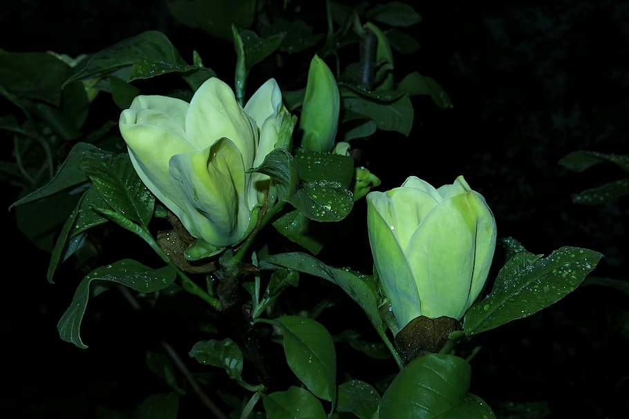 magnolia, yellow flower, plant, leaf, nature, garden, petal