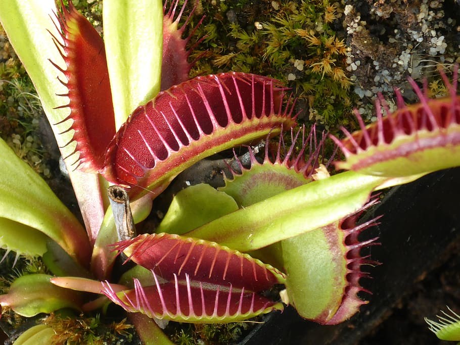 green and red Venus Fly Trap in closeup photography, venus flytrap, HD wallpaper