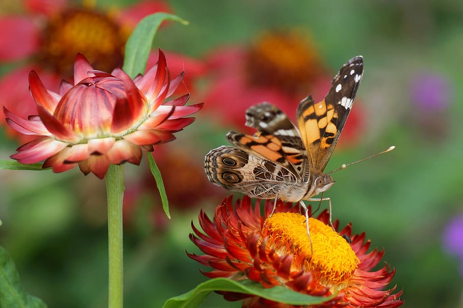 selective focus photo of brown and black butterfly perching on red petaled flower at daytime HD wallpaper