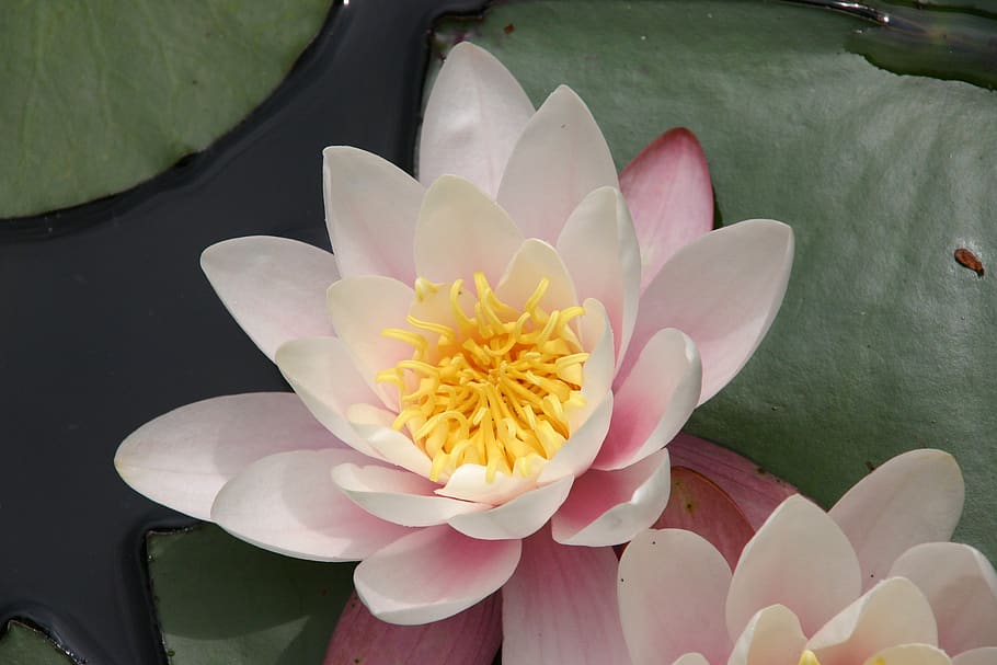 lotus flower, zen, nature, blossom, plant, flora, meditation, HD wallpaper