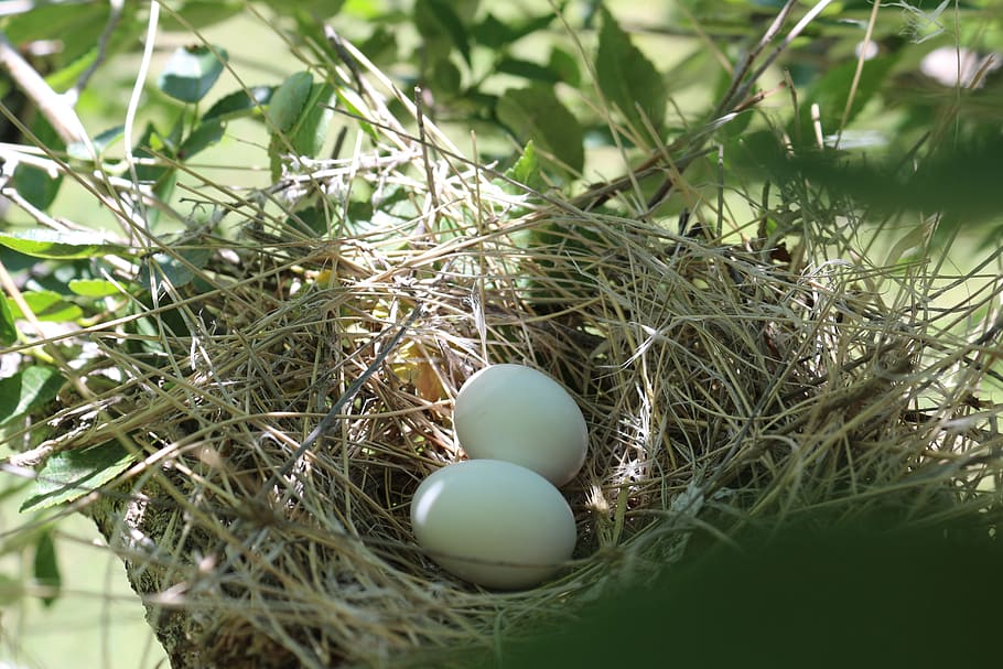 two eggs on brown bird's nest, Bird Eggs, Spring, Life, Nature HD wallpaper