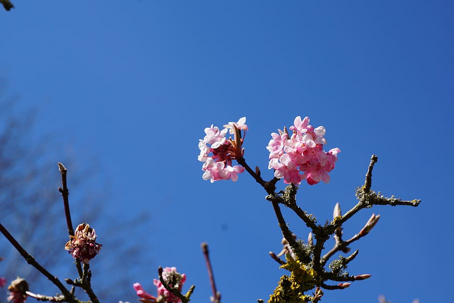 flourished, spring, tree, macro, flower, flowering plant, fragility HD wallpaper