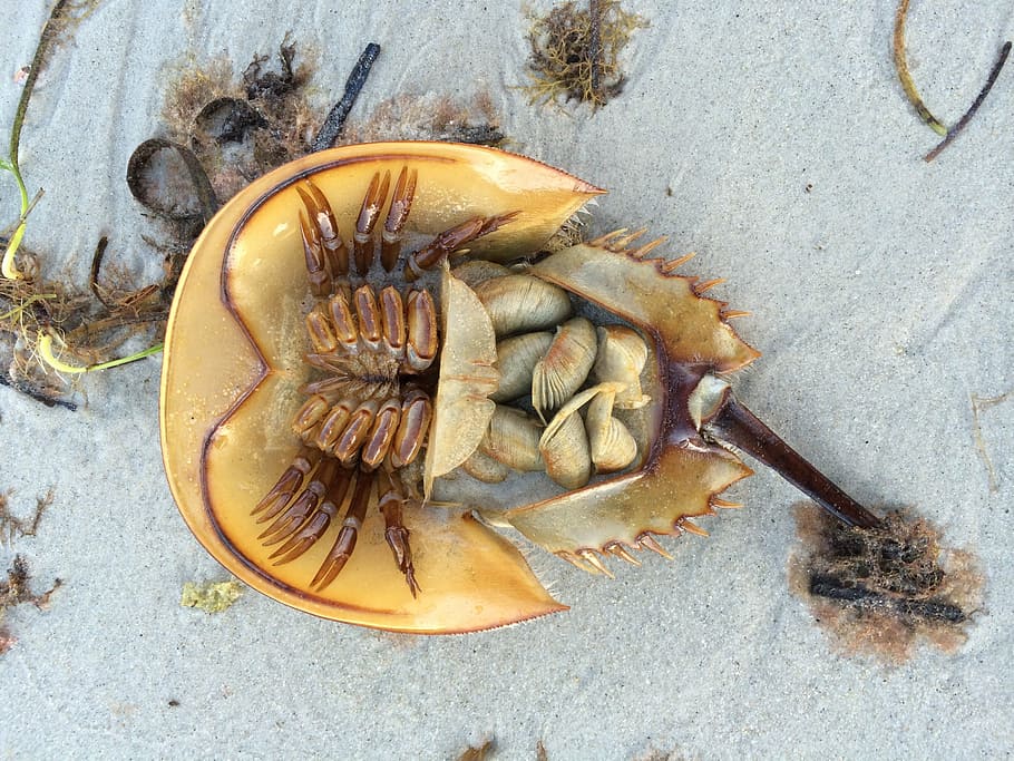 horseshoe crab, beach, sand, nature, seaweed, shell, food and drink
