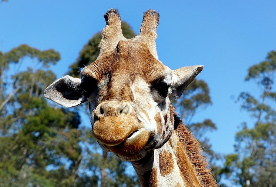 giraffe, portrait, head, face, mammal, mouth, ears, cute, looking HD wallpaper