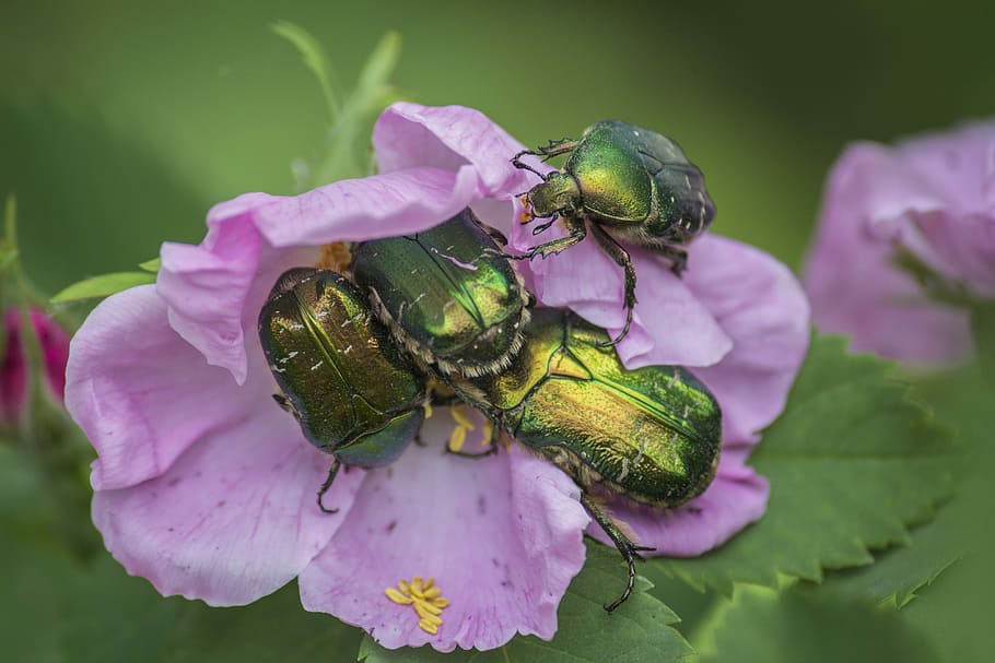 Rose Hip, Bug, Beetle, Pink, flower, petal, nature, fragility HD wallpaper