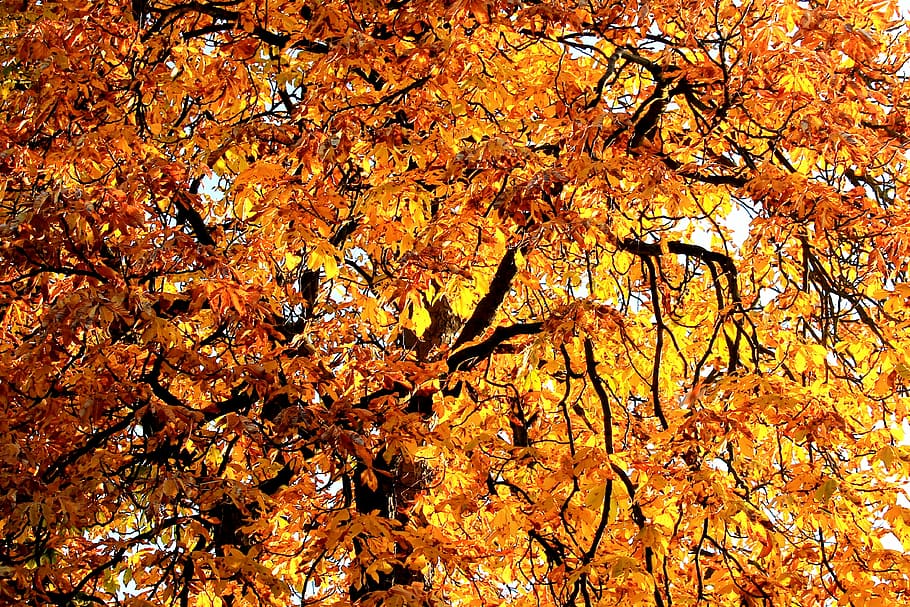 leaves, tree, branches, autumn, fall color, golden, chestnut HD wallpaper