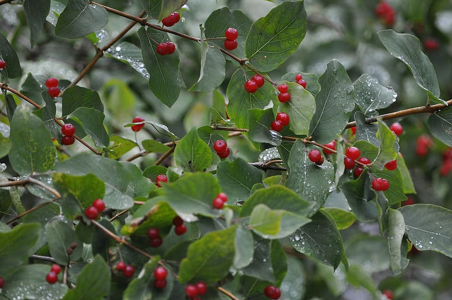 nature, tree, trees, berry, rain, fruit, healthy eating, food and drink HD wallpaper