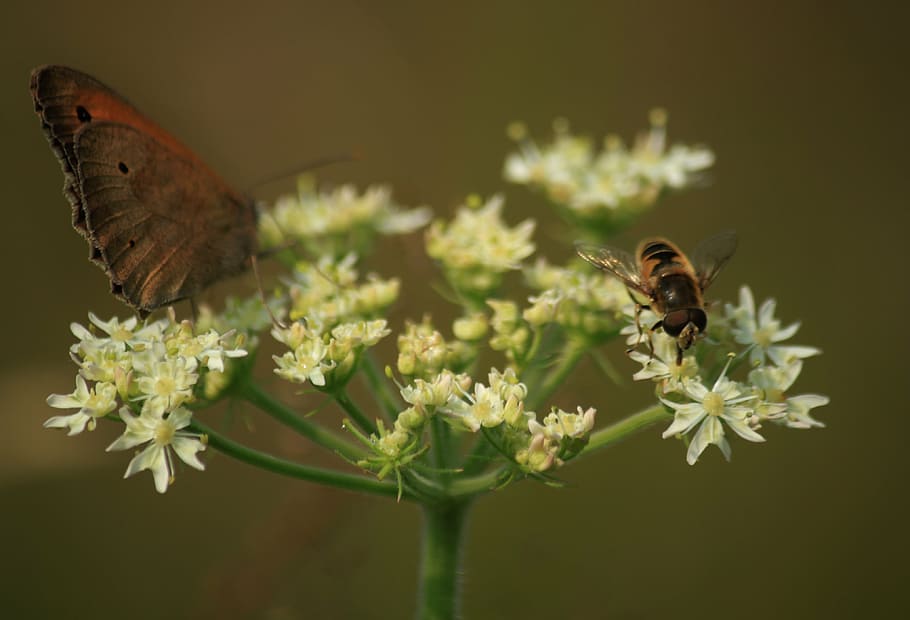 insect, nature, hoverfly, summer, macro, butterfly, animal HD wallpaper