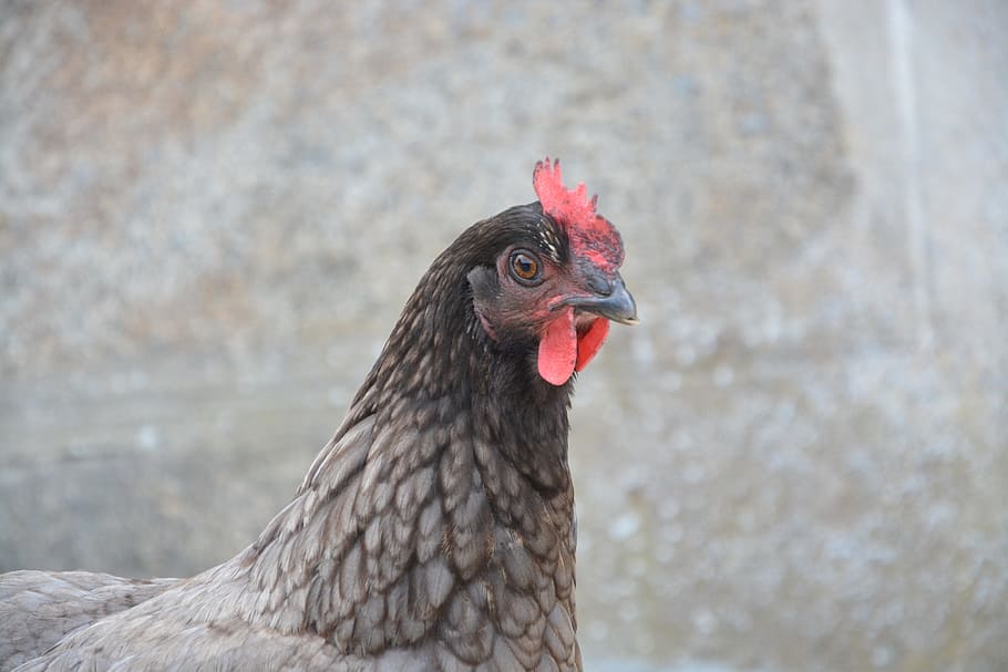 laying hen, gray, profile, head, domestic animal, pre, grey ash HD wallpaper