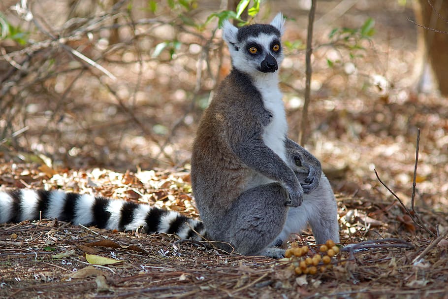 ring-tail lemur, maki, madagascar, wildlife, nature, animal, HD wallpaper